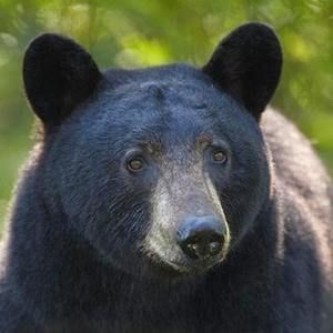 Meet your Posher, Terry